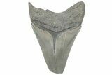 Serrated, Fossil Megalodon Tooth - Feeding Damaged Tip #325716-1